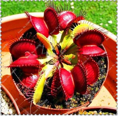 Seeds. 50 PCs/Dionaaaaaaaaaaaaaaaa Giant Giant Clips of Venus Fly Trap semi insectivori Garden of The Plant of The Rare Family Bonsai vase Plants: 4