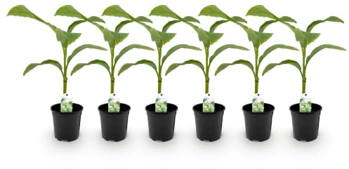 GreenboutiQ - Obstpflanze - Bananenpflanze - Musa Basjoo - Winterhart - 6 Pflanzen - Topf 17cm Höhe 40cm