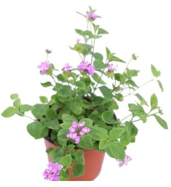 Lantana Montevidensis Natural Planta Tapizante de Fácil Cuidado para Jardines Encantadores