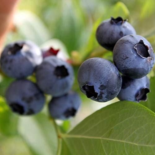 Vivai le Georgiche - Pianta vera di Mirtillo americano North Country - Tardivo - Vaccinium corymbosum 'North Country' - Mirtillo gigante americano - diametro vaso Ø 18 cm