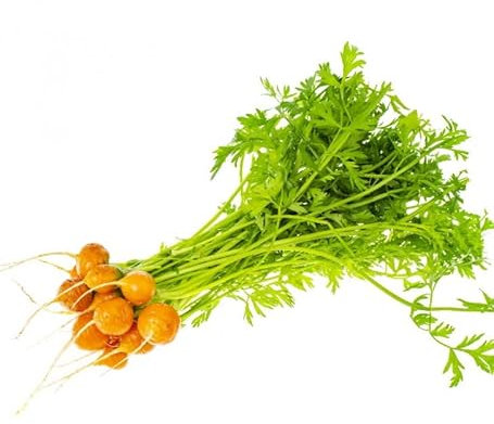Sachet de graines de Carotte Mercado de Paris (à forcer courte marché de Paris) - 5 g - légume racine - LES GRAINES BOCQUET
