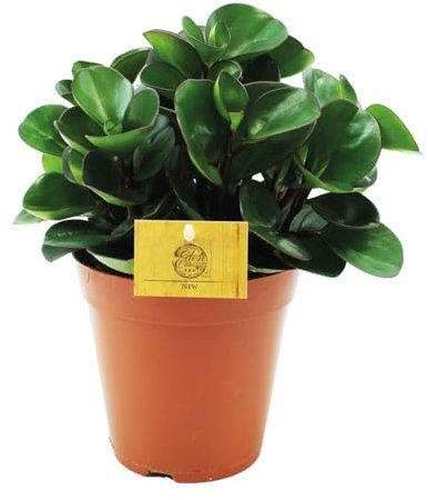 Peperomia Buisson ardent - 25cm - Ø15cm - Plante d'intérieur - Vert persistant - Cactus et plantes succulentes