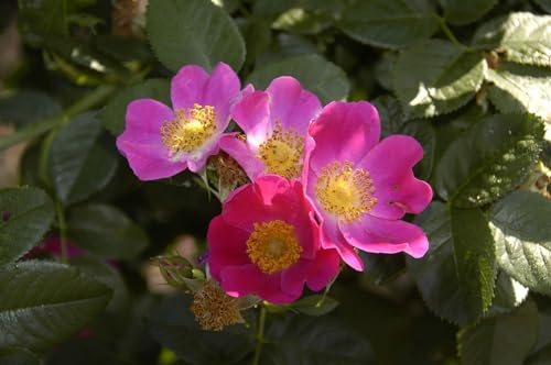 Carolina-Rose Rosa carolina 60-100 cm Heckenpflanze winterhart