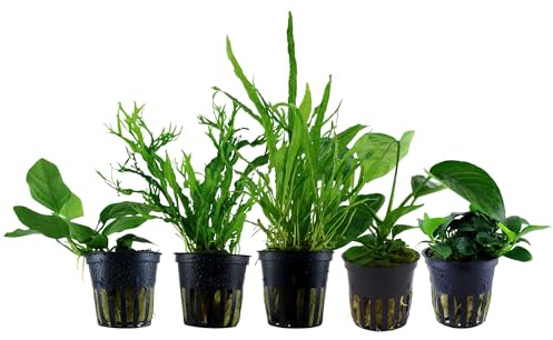 Garnelio Aquarium Pflanzen - 5X Aufsitzerpflanzen - Aquarienpflanzen für Anfänger - Anubias barteri caladiifolia, Anubias Petite, Microsorum Windeløv, Narrow, Nana - Set mit 5 Aquariumpflanzen