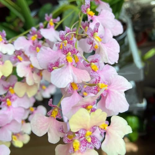 Semi di orchidea Oncidium - arredamento del soggiorno estivi semi di organico da balcone copertura del terreno per gli amanti giardino da ufficio 500pcs