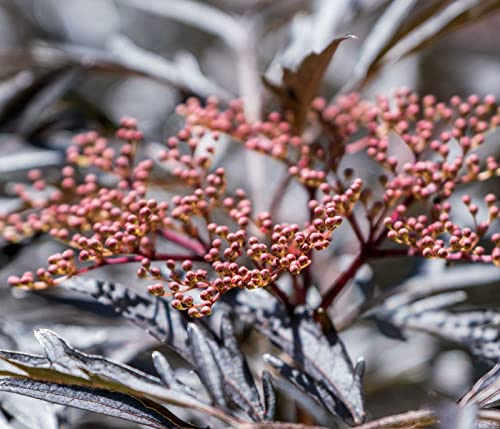 Dehner Holunder Black Lace, Sambucus nigra, dunkelrotes geschlitztes Laub, ca. 80-100 cm, Zierstrauch