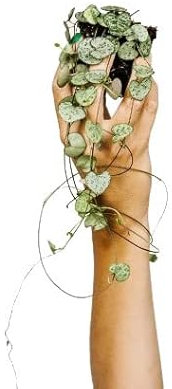 DECOALIVE Ceropegia Woodii Planta Collar de Corazones Suculenta Natural Exclusiva