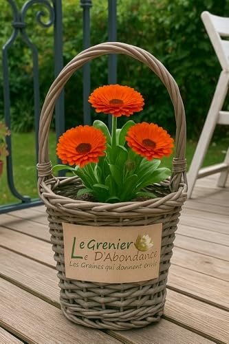 50 graines à semer - Le Grenier d'Abondance - Souci Touch Of Red - Calendula officinalis