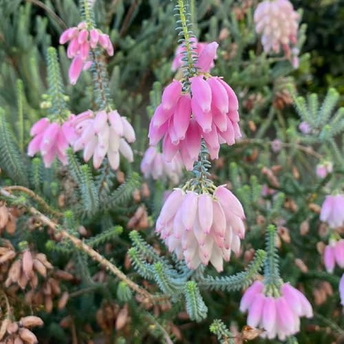 Heidekraut, wohnzimmer deko steingartenpflanzen stauden winterhart mehrjährig blumenwiese alte sorten gartendeko für draußen 450Samen