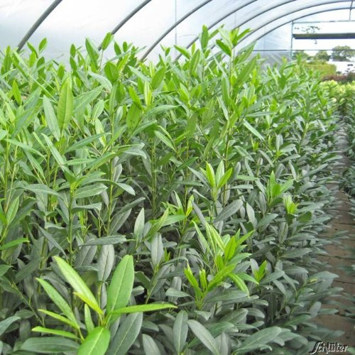 Garten-Schlüter® Kirschlorbeer Herbergii, 60-80 cm geliefert im 3 Liter Topf - Lorbeerkirsche Prunus Laurocerasus als Laubhecke - immergrün, pilzfrei, Hecken-Pflanze winterhart als Sichtschutz