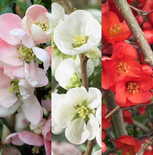 3 x Chaenomeles Mix in 9cm Pots - Flowering Quince - Incs Varieties Like Jet Trail - Nivalis - Nicoline - Pink Trail - Lemon & Lime