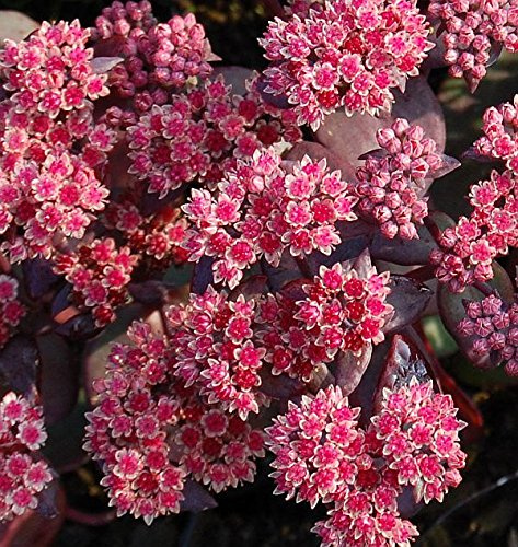Große Fetthenne Karfunkelstein - Sedum maximum - lebende Gartenpflanze aus den Baumschulen