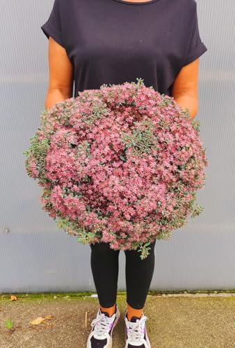 POWERS TO FLOWERS - SEDUM CAUTICOLA XXL, VASO 27CM DIAMETRO, pianta vera