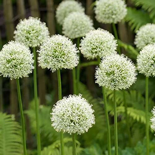 alliumzwiebeln balkonblumen ideal für anfänger 18pcs