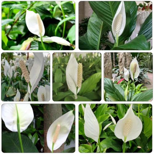 giglio pace semi selvatici autunno, resistenti, balcone serra giardino ufficio decorazione 100pcs