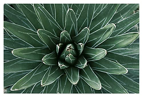 artboxONE Poster 120x80 cm Natur Grüne Agave mit weißen Streifen - Bild Agave Agave Blatt