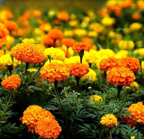 African Marigold 'Crackerjack Mixed' - 600 Seeds + Plant tag + Freebie (Tagetes erecta)