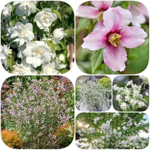Naranjo silvestre, semillas de Philadelphus, orgánico variedades antiguas extraño lugares soleados exótico resistentes semillas de Decoraciones jardín 120pcs
