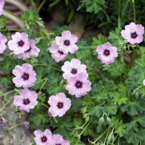Geranium cinereum Ballerina – 6 Pflanzen – Ø9cm – Höhe 10-25cm | Winterharte Staude, Zartrosa Blüten, Pflegeleicht, Für Steingarten, Beet & Kübel