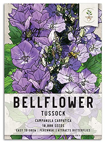 Seed Needs, Tussock Bellflower Seeds - 10,000 Heirloom Seeds for Planting Campanula carpatica - Perennial Flowers to Attract Pollinators to the Garden (1 Pack)