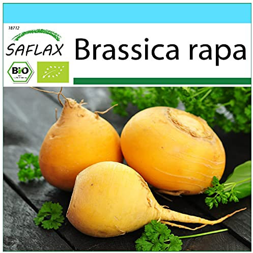 SAFLAX - - BIO - Cavolo rapa - Goldana - 500 semi - Brassica rapa