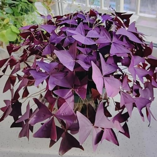 10 piezas bulbos de oxalis triangularis regalo de invernadero balcón jardín plantas de jardín perennes plantas en maceta resistentes maceta Plantas resistentes para el jardín. Plantar