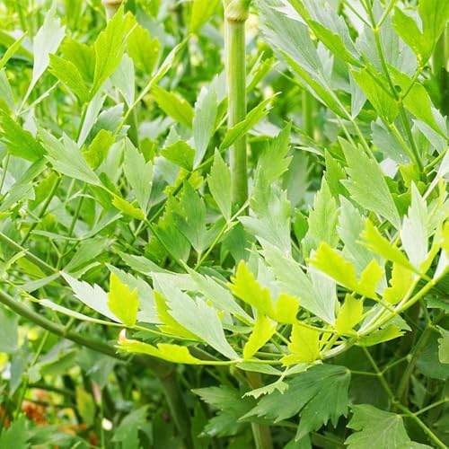 LiebstöckelSamen, seltene heilkräuter bodendecker winterhart mehrjährig kräutersamen 100pcs