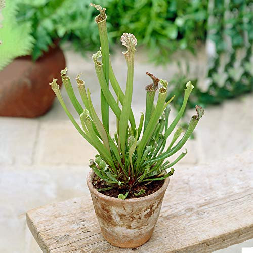 Sarracenia Smoorii | Meilleure plante de pichet d'intérieur | Vente de plantes tue-mouches en pot de 25-35 cm