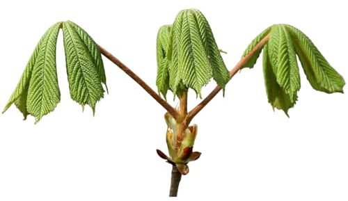 Planta natural Castaño de Indias, Aesculus hippocastanum. Altura 40-50 cm, Gran tamaño cuando es adulto y da muy buena sombra por sus grandes hojas. Segura Garden.