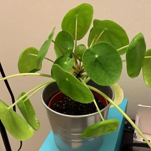 glückstalersamen, Pilea peperomioides, seltene kletterpflanzen Chinesischer Geldbaum bodendecker winterhart mehrjährig outdoor balkonblumen balkongewächshäuser steingarten gartenblumen 40pcs