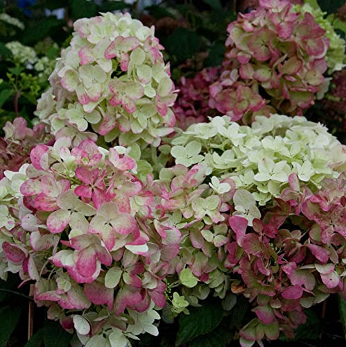 Hochstamm Rispenhortensie Graffiti® 80-100cm - Hydrangea paniculata - lebende Gartenpflanze aus den Baumschulen