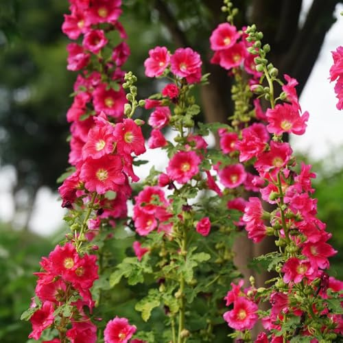 semi di malvarosa tappezzante perenne resistente malvarosa per luoghi soleggiati resistenti all'esterno semi di recisi da giardino roccioso 200pcs