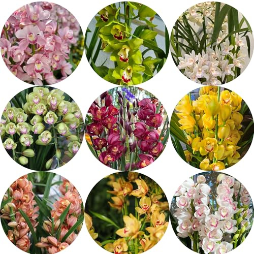 semillas de orquídeas cymbidium - orquídeas - raras, decoración de sala de estar, cymbidium de para bancales elevados para lugares soleados 200pcs
