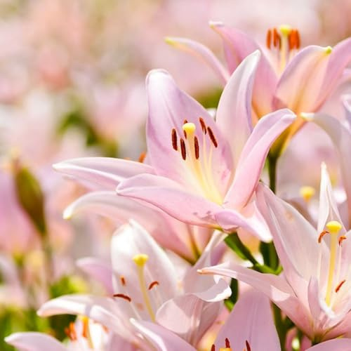 Bulbi di giglio (senza semi, non artificiali), perenni, forte resistenza al freddo, profumati, utilizzati per giardini e piantagioni domestiche-2 Bulbos-J