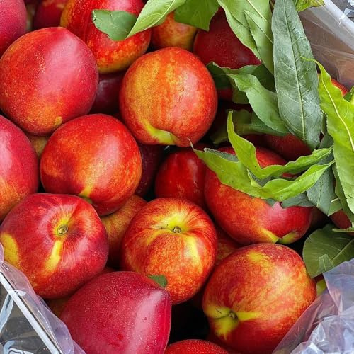 semi di pesco, antiche varietà Prunus persica, colonnari da balcone resistenti Le da giardino sono 8pcs
