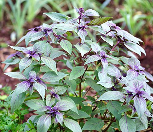 Korsisches Basilikum - Ocimum basilicum - Besonders milde Sorte - Lichtkeimer - 100 Samen