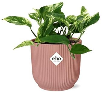Efeutute Scindapsus Epipremnum Marble Queen – Zimmerpflanze inkl. Ziertopf Vibes Fold Rosa Ø14cm – Herzförmige, marmorierte Blätter – Luftreinigend & pflegeleicht – Für Wohnzimmer & Büro