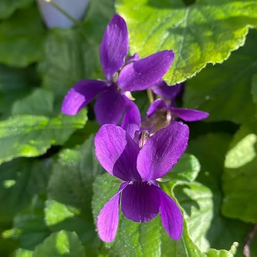 duftveilchen hochbeet für sonnige plätze duftveilchensamen kräutergarten küche gartenpflanzen winterharte küchenkräuter 40pcs