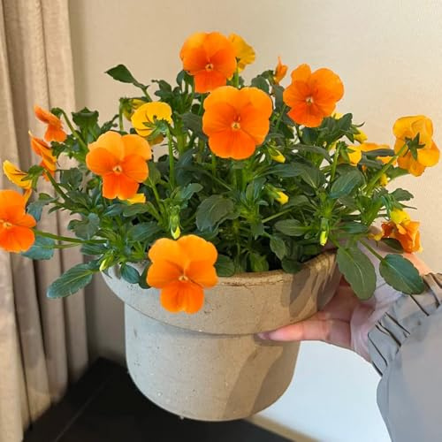 viola cornuta, semi di viola cornuta balcone in vaso balcone insoliti primaverili, resistenti in vaso ornamentali per zone 40semi