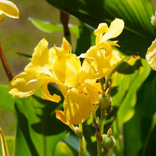 giglio di canna giardino di primaverili regalare a precoce in vaso giardino decorazione balcone rizoma 7bulbi
