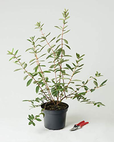 Sibirische Blau-Beere - Lonicera kamtschatica Eisbär 40-60 cm hoch - Garten von Ehren