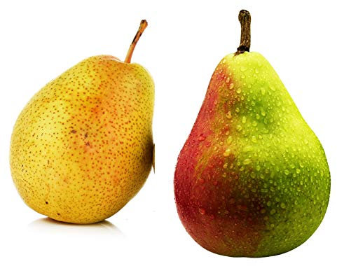Duo-Säulen Birnenbaum Zwei Säulen Birnen Sorten - ein Baum. Säulenbirne, Decora +Pepi