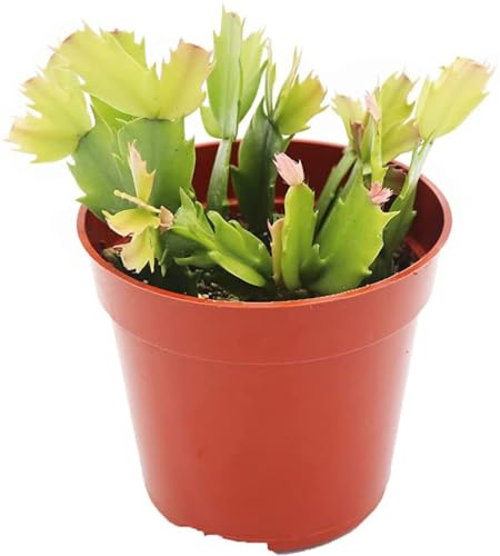 Cactus de Navidad La Planta Que Purifica el Aire de tu Hogar