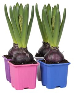 Pack Natural DECOALIVE Cuatro Jacintos Flor Duradera Aroma Envolvente y Colores Brillantes