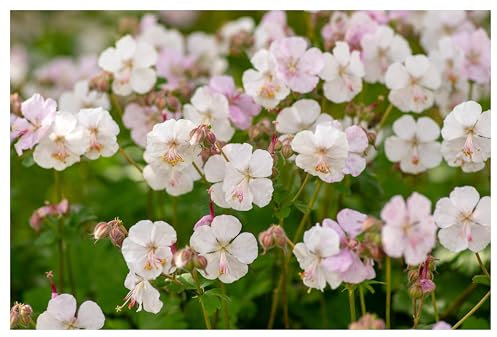 1 x Geranium cantabrigiense 'Biokovo' (Winterhart/Stauden/Staude/Bodendecker/Mehrjährig/Immergrün) Cambridge Storchschnabel - Robuste Schönheit für langanhaltende Blütenfreude - von Stauden Gänge