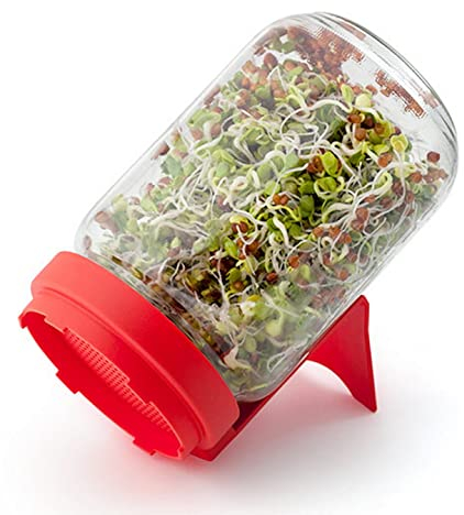 Sprossenglas Rot 1 Stück für Keimsprossen Keimsaat