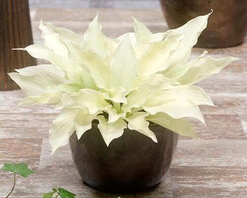40 graines de plantes Hosta blanches