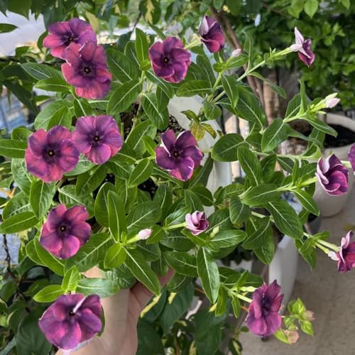 Semillas resistentes de arbustos de hoja perenne otoño resistentes, semillas silvestres Catharanthus roseus interior, exóticas, arbustos 130pcs