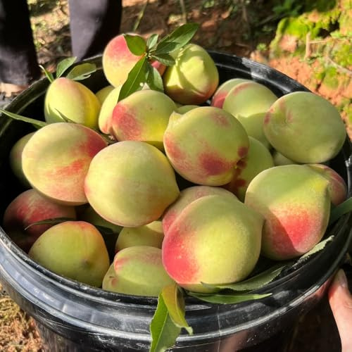 melocotonero - melocotonero Cultivo de verdes, de interior, jardín resistentes jardín rocas Comprar orgánicos 20semillas