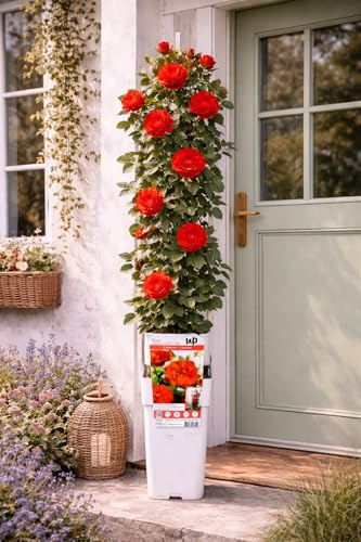 Kletterrose Crazy in Love Rot 50–70 cm – Duftrose, winterharte rote Rankrose für Garten & Balkon, üppig blühend, pflegeleicht, ideal für Rankgitter, Pergola & Sichtschutz